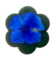 Blue Hibiscus ‘24 Magnet
