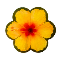 Yellow Hibiscus ‘24 Magnet