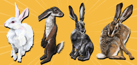 Digital Illustration of Hares (stickers)